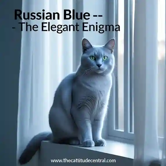 Russian Blue