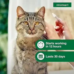 Advantage II Flea Treatment for Cats2