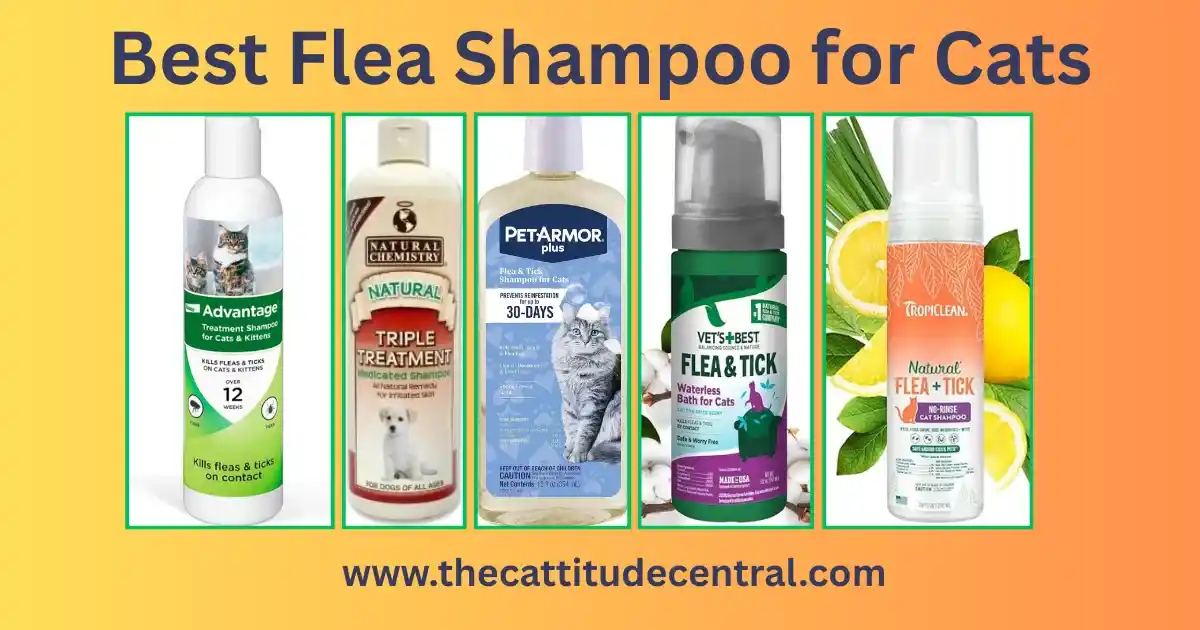 Flea Shampoo for Cats