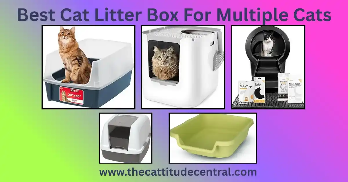 Best Cat Litter Box for Multiple Cats