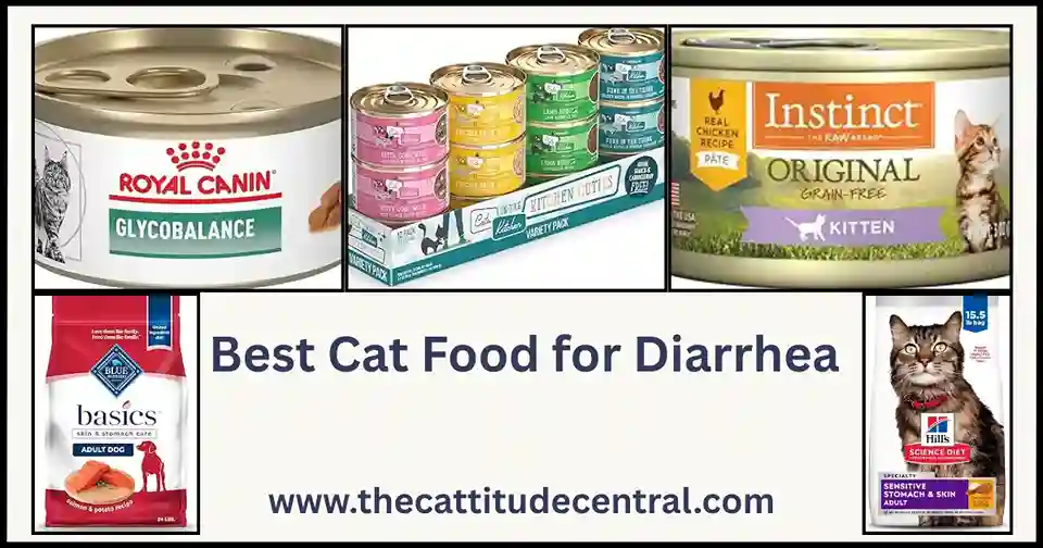 Best Cat Food for Diarrhea