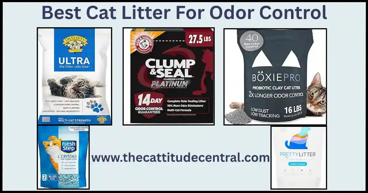 Best Cat Litter For Odor Control