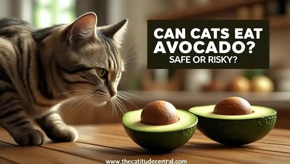 Can Cats Eat Avocado? Safe or Risky? 1 Can Cats Eat Avocado