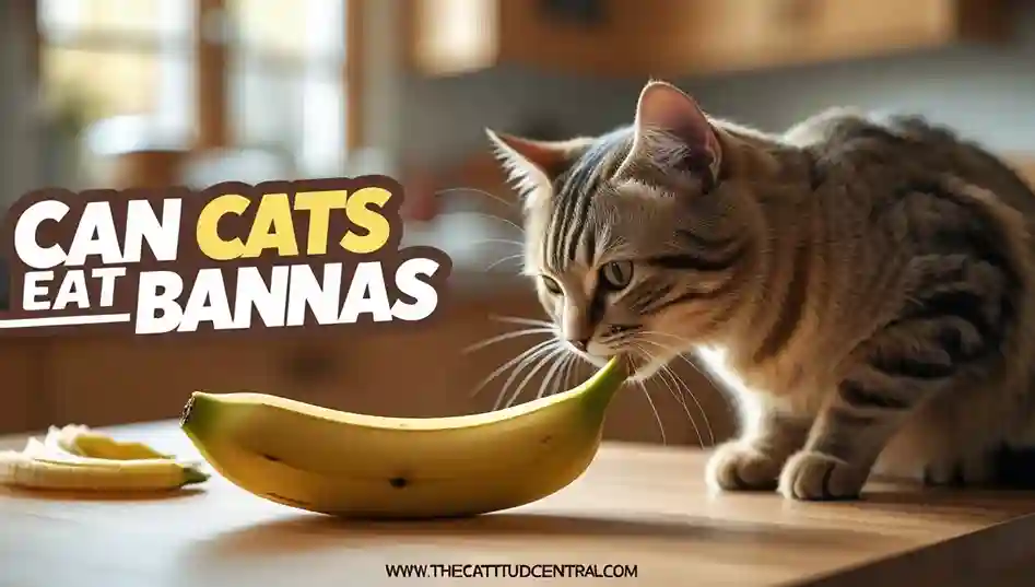 Can Cats Eat Bananas Safely?  1 Can Cats Eat Bananas
