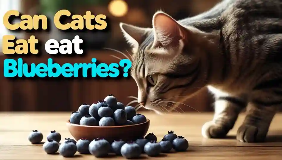 Can Cats Eat Blueberries
