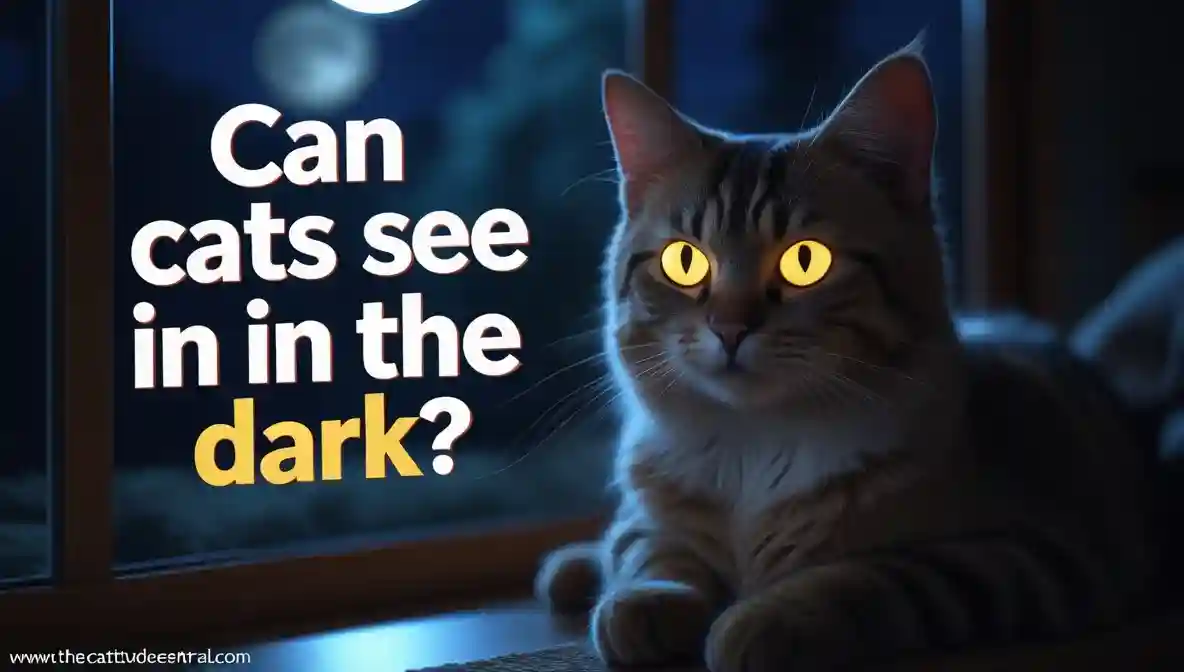 Can Cats See In The Dark