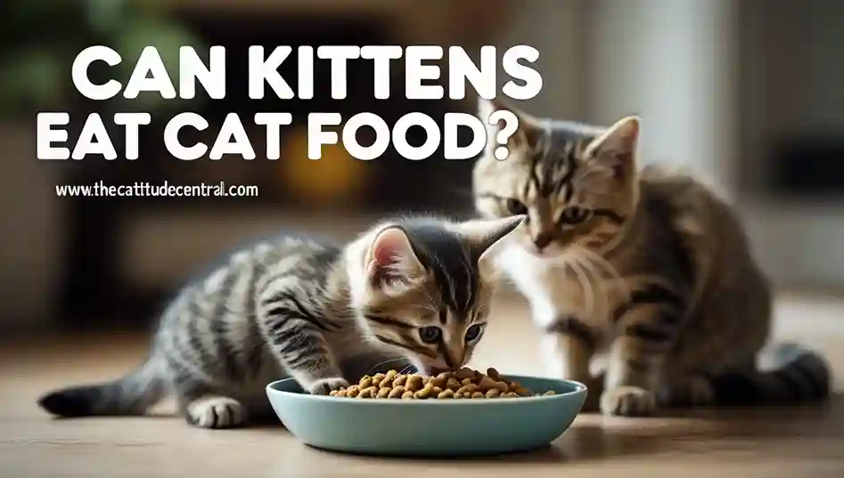 Can Kittens Eat Cat Food? 2 Can Kittens Eat Cat Food