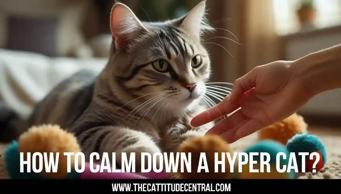 How To Calm Down A Hyper Cat