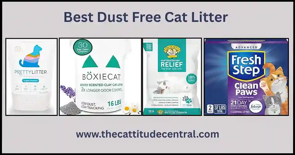 Best Dust Free Cat Litter