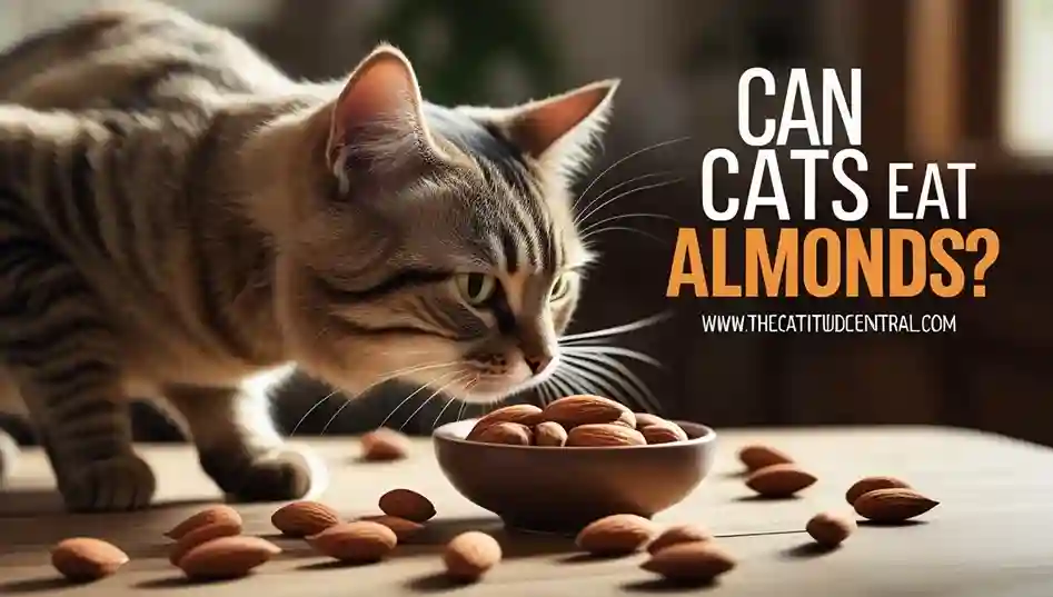 Can Cats Eat Almonds? Vet Insights 1 Can Cats Eat Almonds